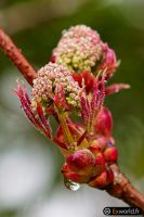 Sambucus II