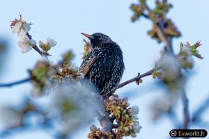 Sturnus II
