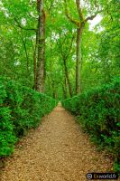 Path II