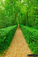 Path