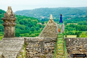 Pavo Cristatus