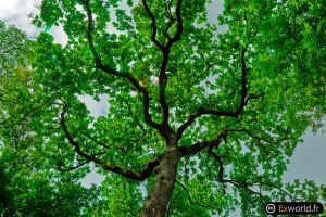 Quercus