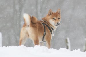 Kuri à la neige