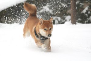 La neige vole en éclats