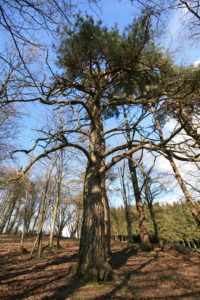 l'arbre à plusieurs bras