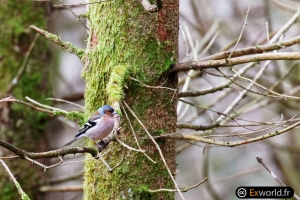 Fringilla coelebs in the wood