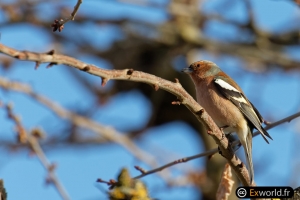 Fringilla coelebs male