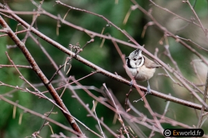 Lophophanes cristatus