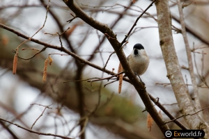 Poecile palustris