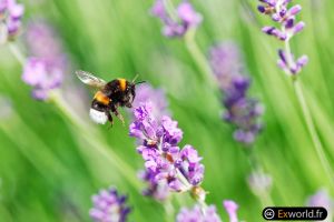 Bombus hortorum II