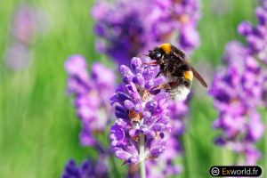 Bombus hortorum