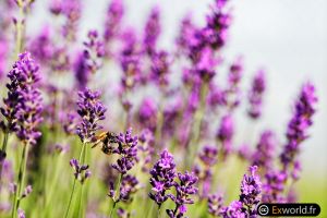 Bombus pascuorum