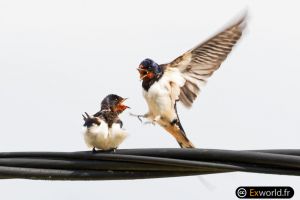 Hirundo III
