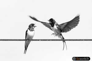 Hirundo IV