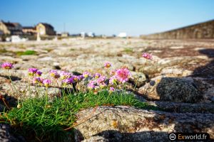 Armeria arenaria