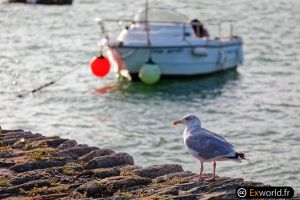 Larus