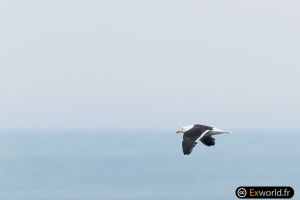 Larus horizon