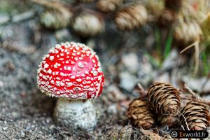 Amanita muscaria VIII 1 day later