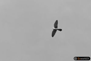 Falco