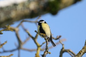 Mésange Charbonnière