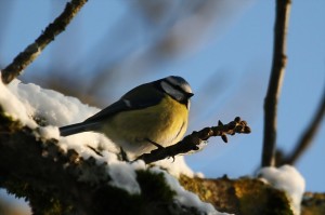 Mésange tête bleue