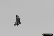 Buteo buteo