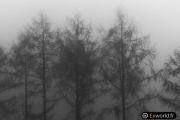 Fog