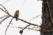 Parus caeruleus