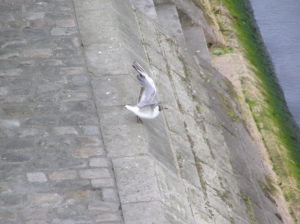 Mouette