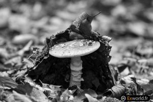 Amanita spissa