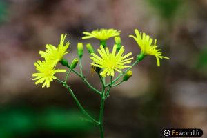 Lactuca virosa