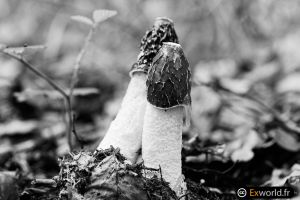 Phallus impudicus