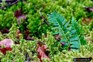 Blechnum spicant