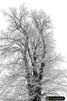 Branch