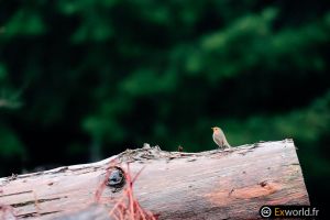 Erithacus rubecula