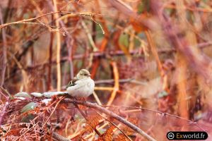 Fringilla coelebs