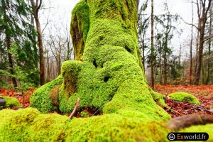 Tree base IV