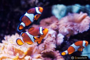 Amphiprion ocellaris II