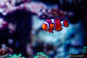 Amphiprion ocellaris