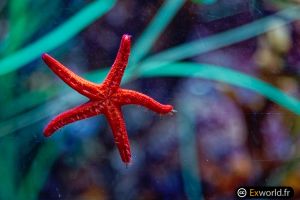 Echinaster