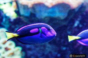 Paracanthurus hepatus