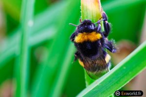 Bombus