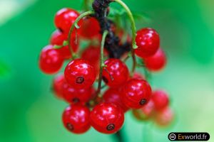 Gooseberry