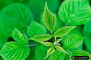 Rubus