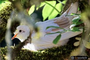 Streptopelia decaocto