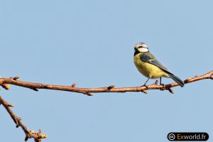 Cyanistes caeruleus