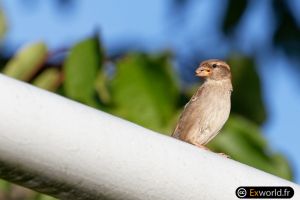 Domesticus