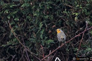 Erithacus rubecula 2