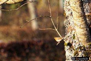 Erithacus rubecula