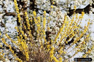 Forsythia